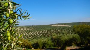 Jaén Olive Oil