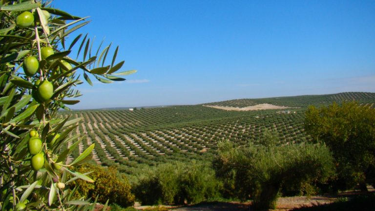 Jaén, San Francisco Olive Oil